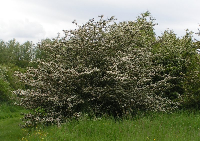Oeillet de poète B